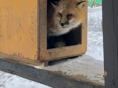 -宫城藏王狐狸村