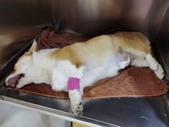 -佑安动物医院·全科·内窥镜中心(幸福巷店)