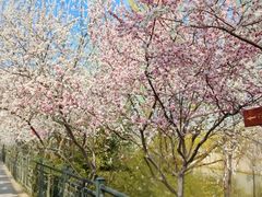 -桃花堤公园