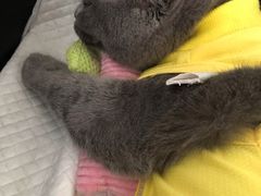 -关爱宠物医院·猫科中心·消化科(滨湖万达分院)