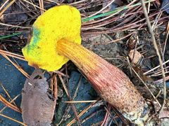 -铁山坪森林公园