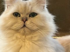-猫猫幼稚园·撸猫·桌游·电玩
