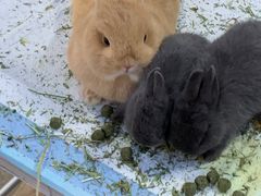 -中环花鸟鱼虫市场