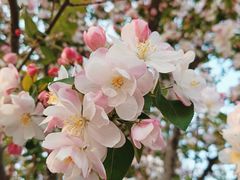 -海棠花溪(元大都城垣遗址公园)