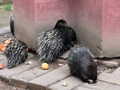 -青藏高原野生动物园