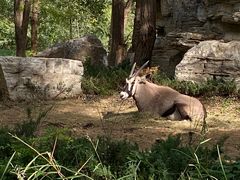 -北京野生动物园