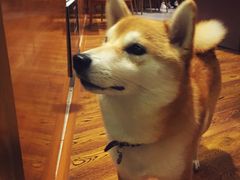 -柴务处·柴犬主题狗咖