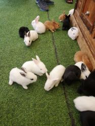 -萌宠亲子动物乐园(槐房万达店)