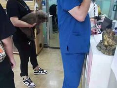 -A猫a狗全科·犬猫异宠·芥西宠物医院(南开总院)