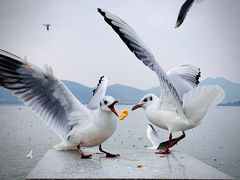-海埂大坝