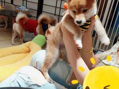 -逗柴咖啡屋·狗咖猫咖宠物桌游