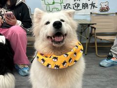 -汪说·狗咖(旺城大厦店)