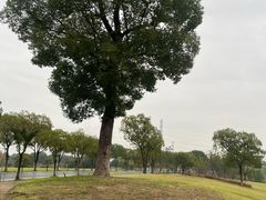 -漕湖湿地公园