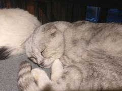 -more than meow吴止猫主题餐厅(承德 中船汇店)