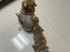 -喵汪萌宠屋旗舰店.洗澡美容.猫狗基地