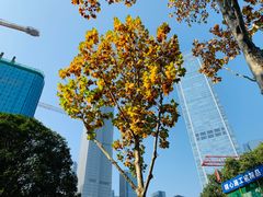 -重庆市江北嘴中央商务区中央公园