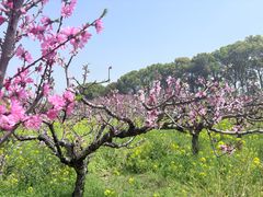 -南汇桃花村