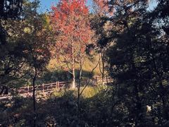 -广州市石门国家森林公园