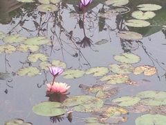 -武清南湖绿博园