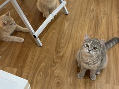 -COLOR PETS 撸猫馆·购猫·猫咖(长风大悦城店)