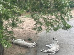 -大连森林动物园