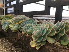 -浔岚云舍mist静谧观景美宿(丽江古城店)