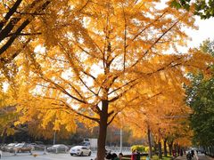 -三里屯东五街银杏大道