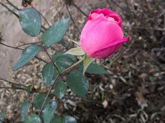 -东方巨龟苑景区