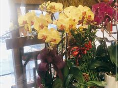 -FEI FEI FLOWER鲜花店·气球派对·宝宝宴布置(虹口德必运动Loft店)