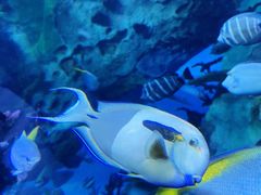 -珠海长隆海洋王国