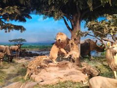 -国家自然博物馆