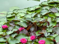 -国家植物园南园