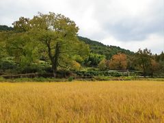-塔川景区