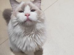 -藏猫猫咖啡主题馆(中央大道店)