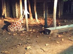 -清迈夜间动物园