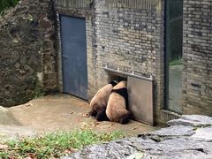 -都江堰中华大熊猫苑