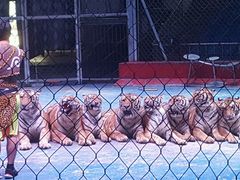 -西安秦岭野生动物园