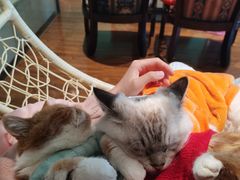 -绒爪撸猫下午茶·猫咖