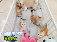 -70cat德文卷毛猫·缅因猫纯种猫舍