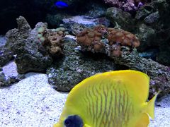 -暹罗海洋世界