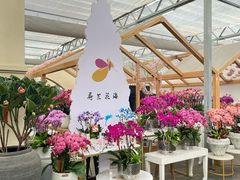 -荷兰花海