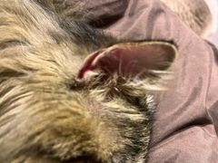 -萌兽医馆·犬猫专科·眼科中心·宠物医院(朝阳门分院)