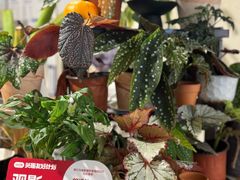 -Dinoo 片场咖啡(酒仙桥店)