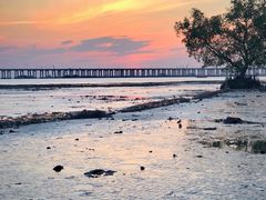 -宝安西湾红树林湿地公园