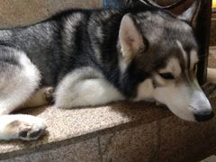 -more than meow吴止猫主题餐厅(承德 中船汇店)