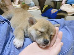 -逗柴咖啡屋·狗咖猫咖宠物桌游