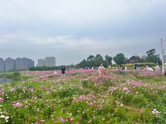 -洋湖国家湿地公园