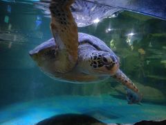 -多彩贵州城极地海洋世界