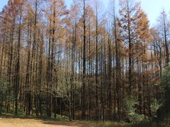 -山王坪喀斯特国家生态公园
