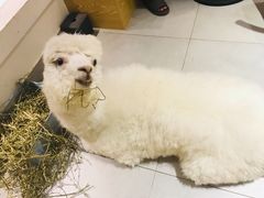 -Heymao猫咖.咖啡厅(东门店)